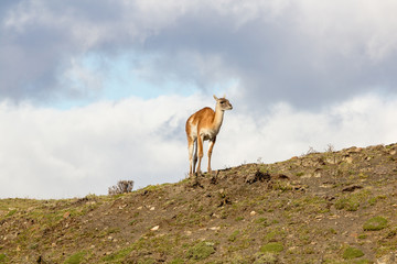 Llama Torres del Paine - Chile