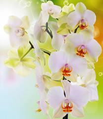 Beautiful flowers Japanese Orchid.Beauty.Flora