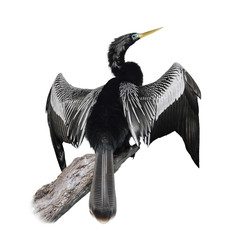 Anhinga (Anhinga Anhinga) Bird