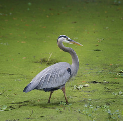 Blue Heron