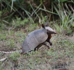 Armadillo