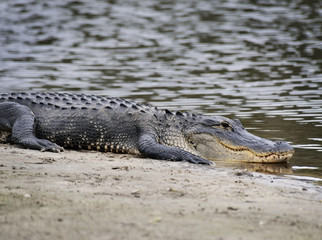 American Alligator