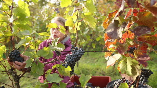 Young woman picking grapes on the vineyard