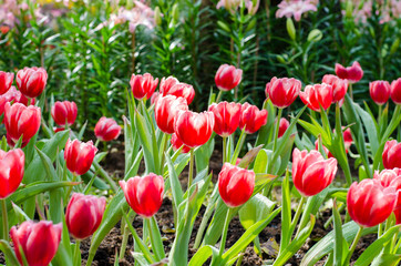 Tulips field in spring time