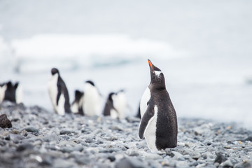 gentoo penguin © ksumano