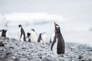 Fotobehang gentoo penguin © ksumano