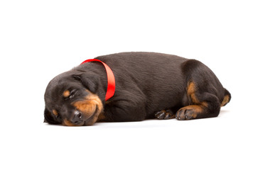 Obraz premium Doberman puppy in red ribbon