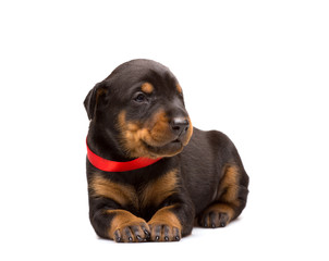 Doberman puppy in red ribbon
