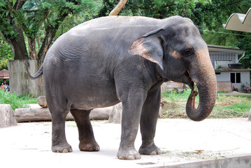 Fototapeta na wymiar young elephant