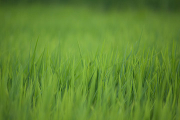 grass leaves wall background