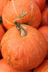 Fresh pumpkin orange  in the farm