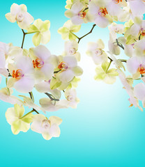 Beautiful flowers Japanese Orchid.Beauty.Flora