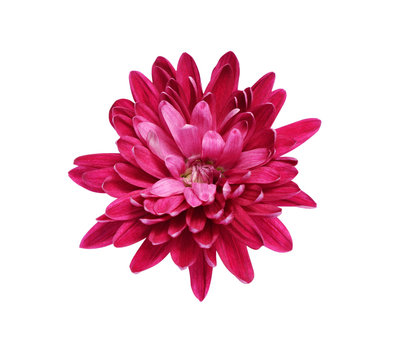 Pink aster