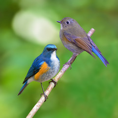 Himalayan Bluetail bird