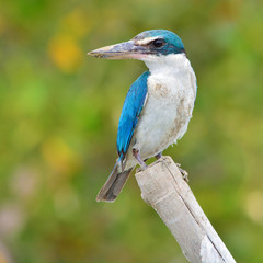 Collared kingfisher bird