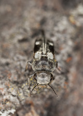 Tumbling flower beetle, Tomoxia bucephala on wood