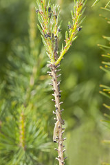 Neodiprion sertifer, european pine sawfly larva on pine