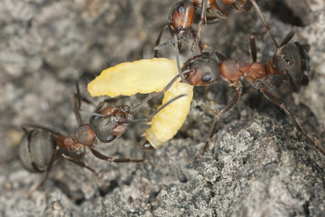 Wood ants (Formica rufa) transporting larva