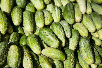 Sunlit freshly picked cucumbers with selective focus