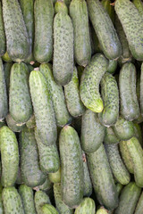 Bunch of freshly picked cucumbers