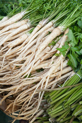 Closeup of parsley roots with selective focus