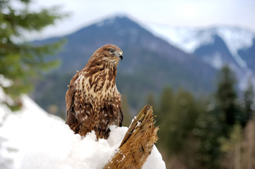 Hawk