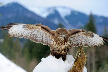 Hawk