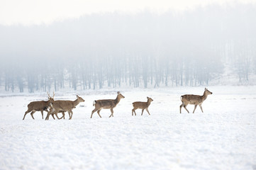 Obraz premium Deer