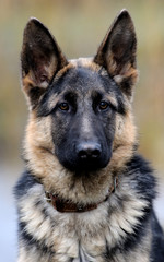 German shepherd dog portrait