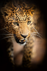 Naklejka premium Leopard