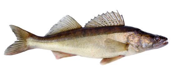 European walleye fish isolated on white background