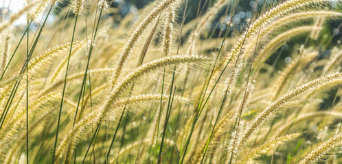 Wild grass with morning sun ray and bokeh background © mawardibahar
