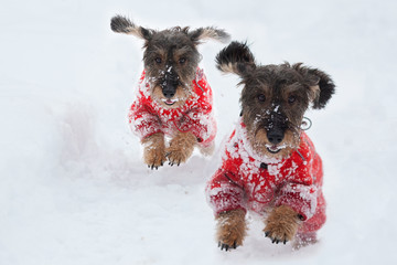 Bassotti di corsa sulla neve