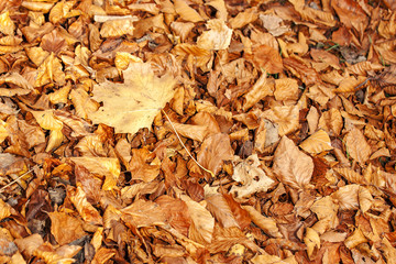 autumn Leaves