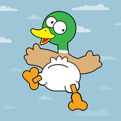 Mallard Duck