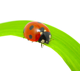 Fototapeta premium ladybug