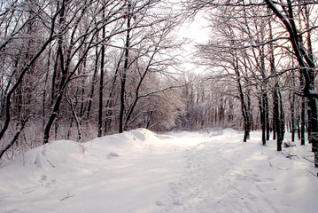 Winter landscape