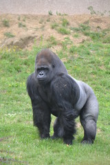 Gorille