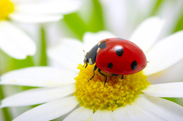 ladybug on a flower © Alekss
