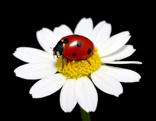 Obraz premium ladybug