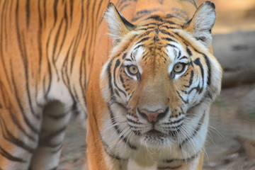tiger with his angry eyes