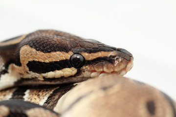 Ball Python close up
