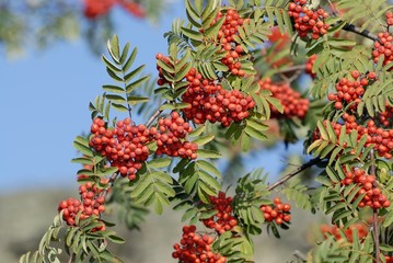 Rowan berries