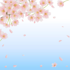 桜　和柄 春