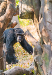 Chimpanzee