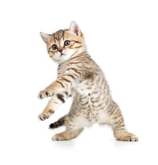 Funny dancing kitten on white background