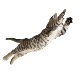 Vliegende of springende kitten kat geïsoleerd op wit