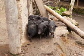 Vietnamese black potbellied pigs, Sapa, North Vietnam