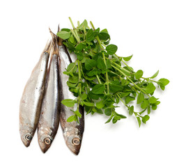 sprat fish