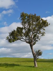 Fototapeta na wymiar A tree in the green fields of Australia